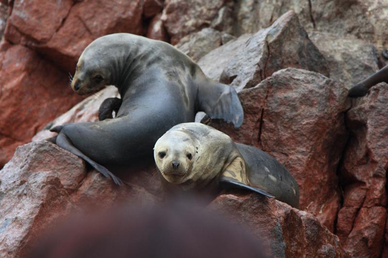 1202-Isole Ballestas,19 luglio 2013.JPG